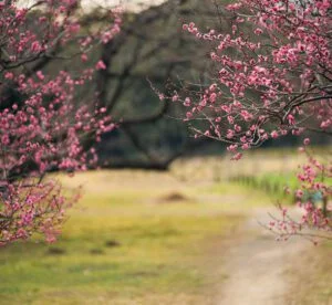 Formations Reiki Usui & Karuna®